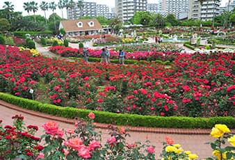 Yatsu Rose Garden