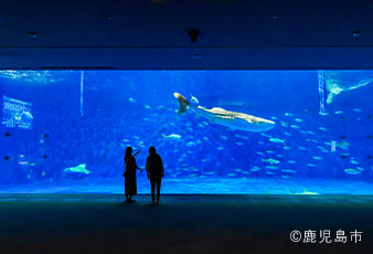 Kagoshima City Aquarium (Io World)